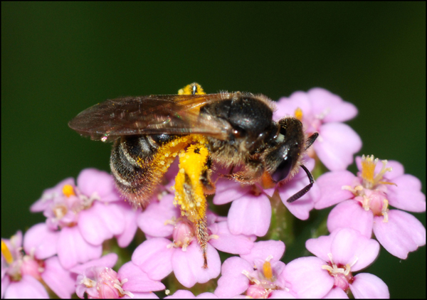 chi va al mulino.......Apidae Halictinae (cfr. Lasiglossum sp.) con polline